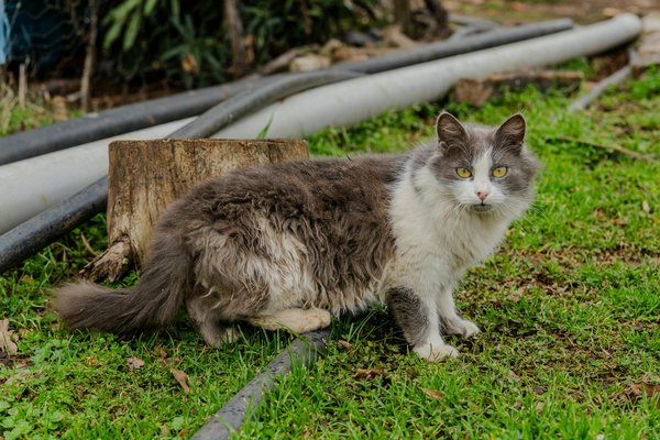 What Strategies Can Help Improve Medication Adherence in Elderly Patients with Multiple Prescriptions?